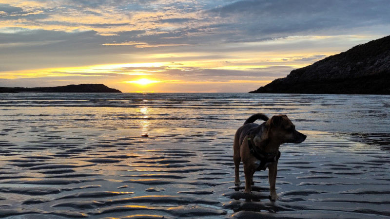 Small dog on Cemaes Bay beach at low tide during a sunset